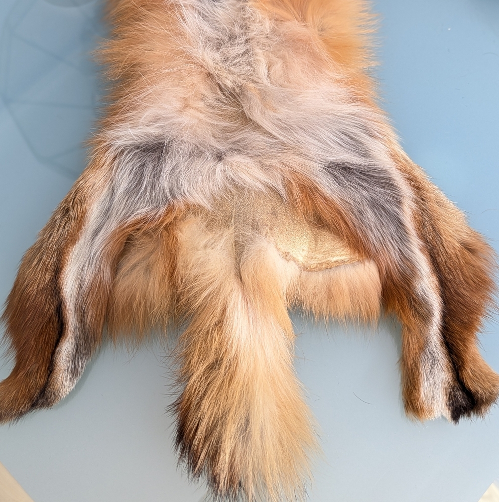 Red Fox Fur Pelt - Tanned Taxidermy, Oddities, Man Cave, Hunting Cabin Decor - Picture 10 of 14